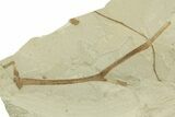 Detailed Fossil Feather and Leaves - Green River Formation, Utah #368732-4